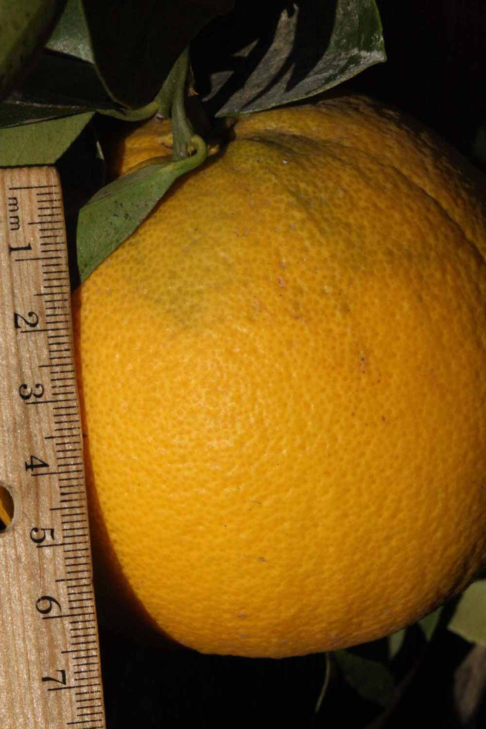            Fruit (Riverside, CA)   